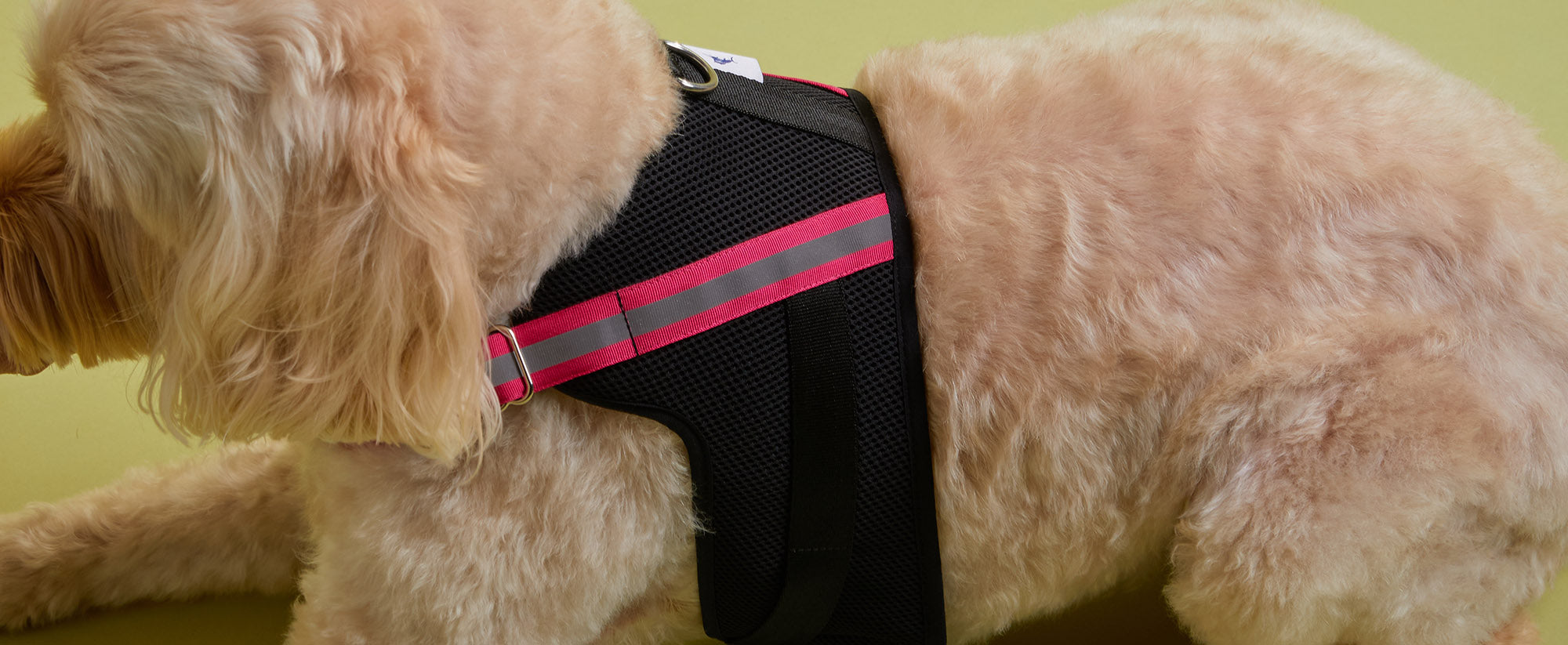 Dog Harnesses