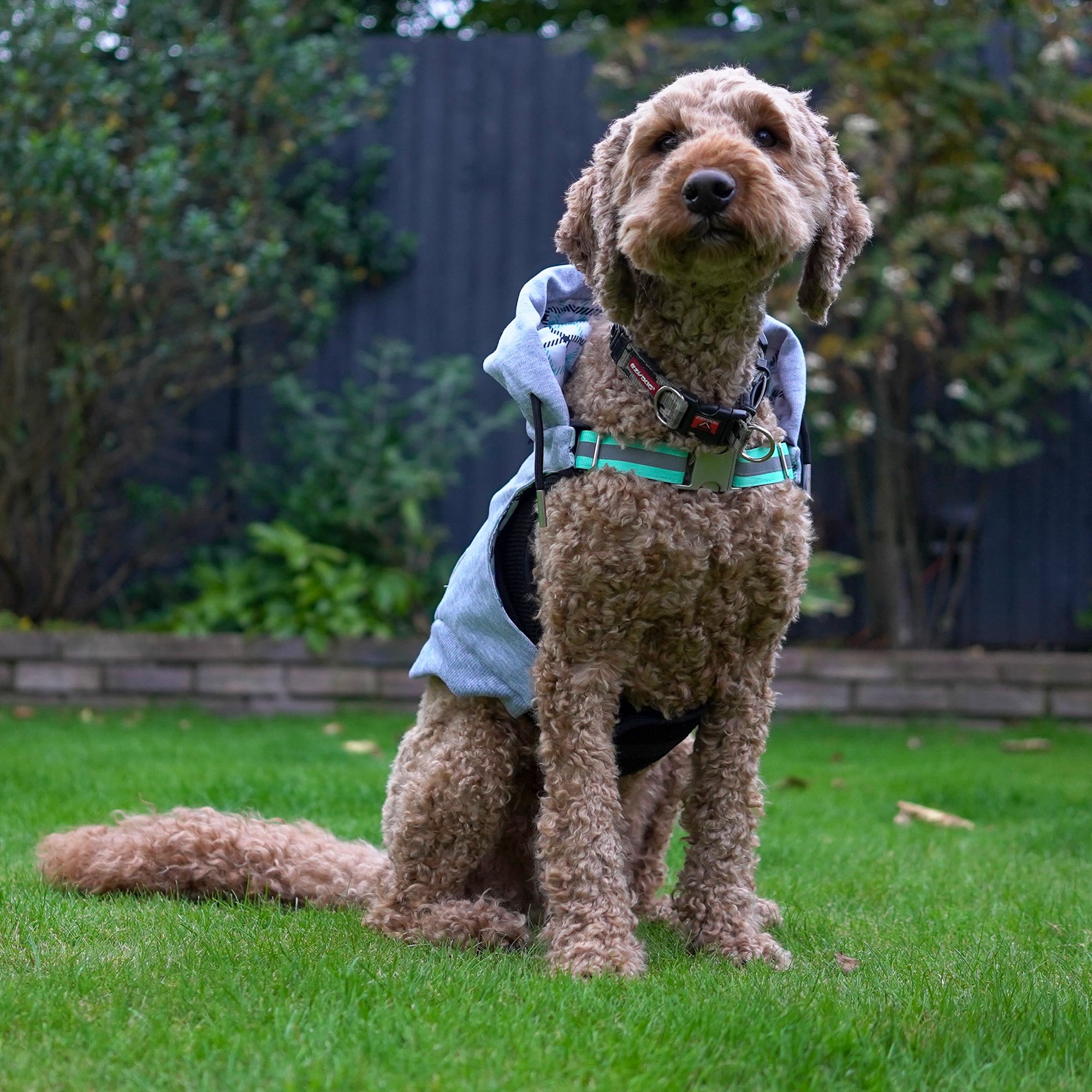 K9 Wear® Starter Kit - Grey Hoodie