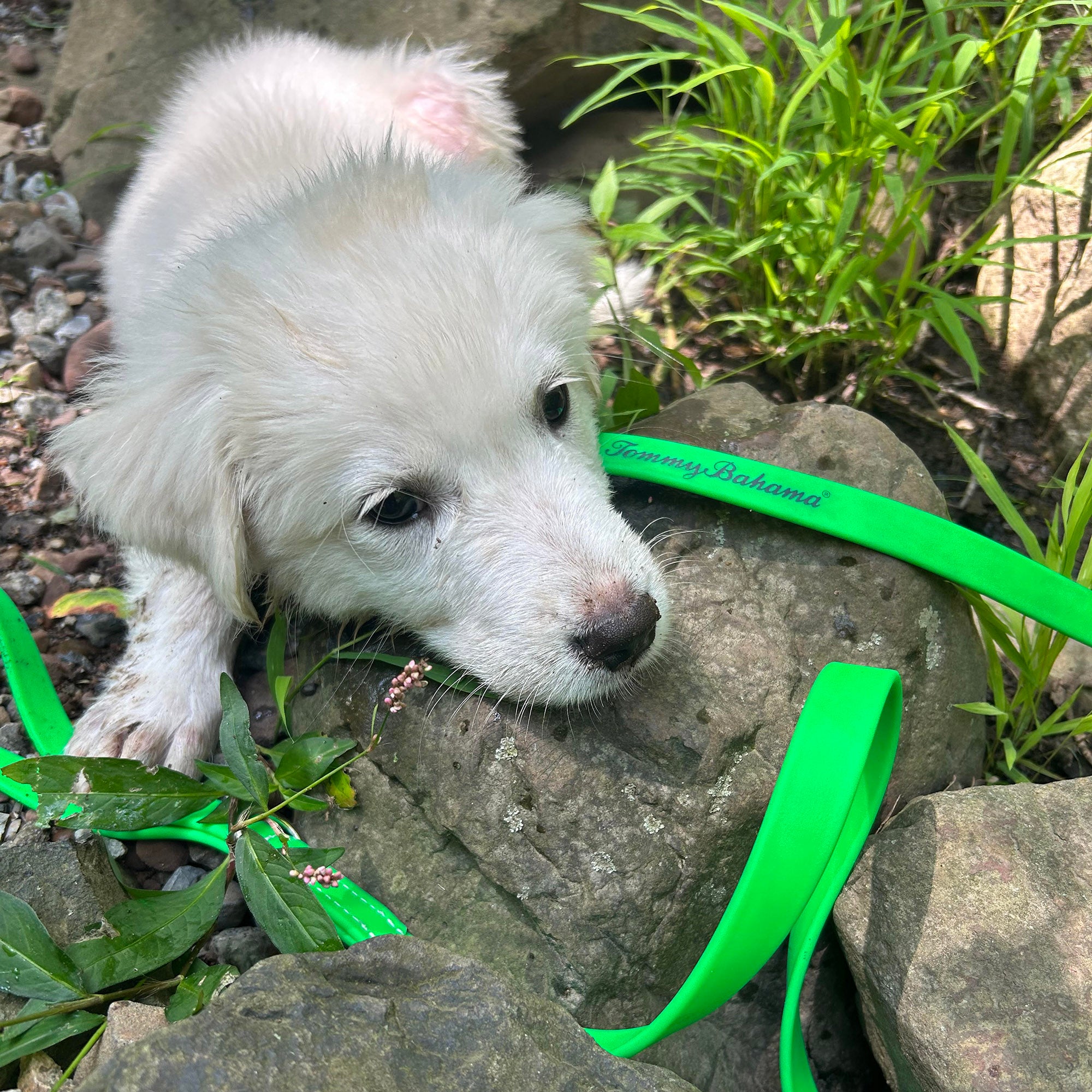 Tommy Bahama 5 Foot Leash - Lime