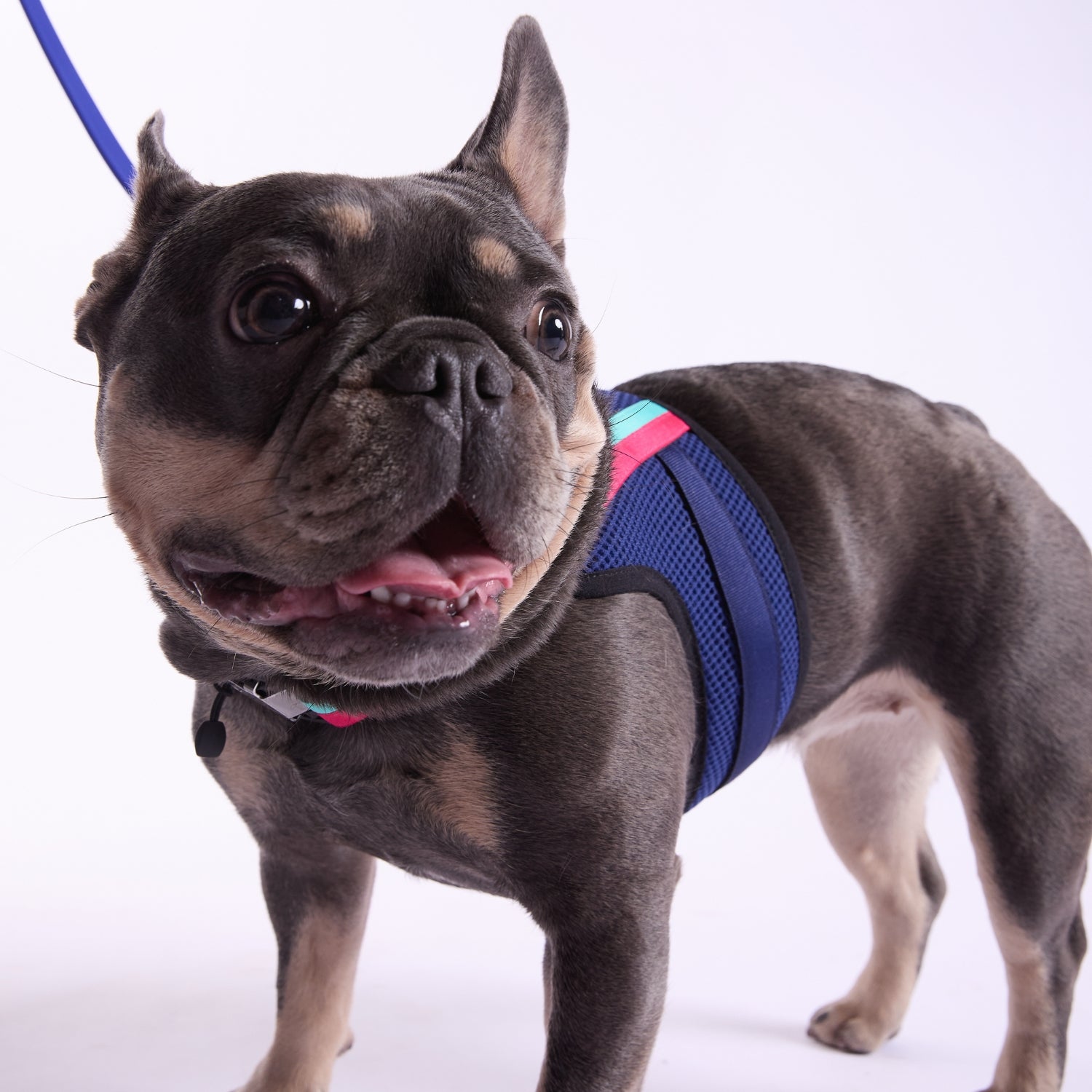 Apparel Harness - Trina Turk®