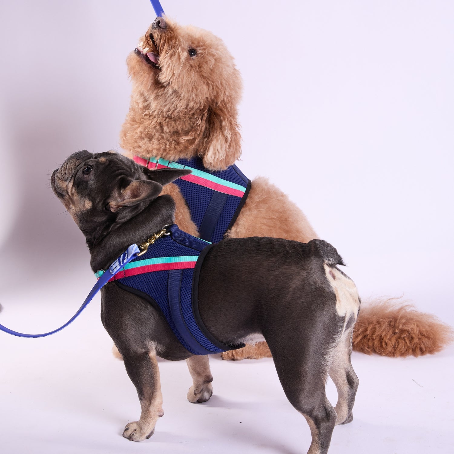 Apparel Harness - Trina Turk®