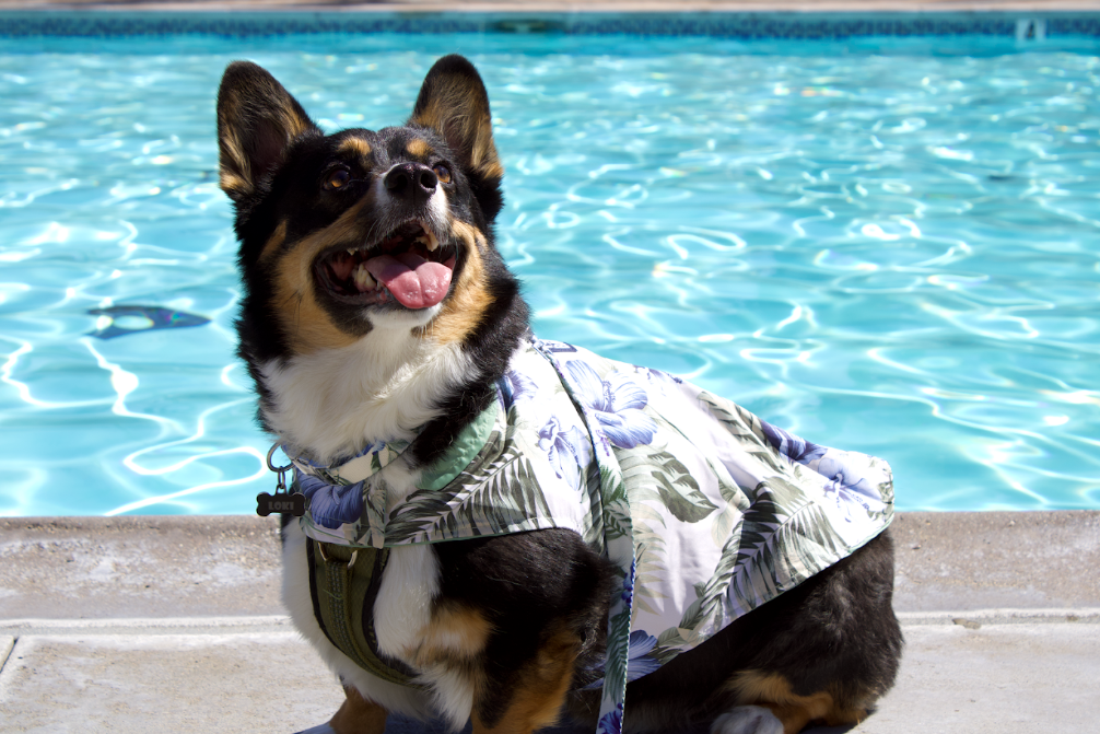 K9 Wear for Tommy Bahama