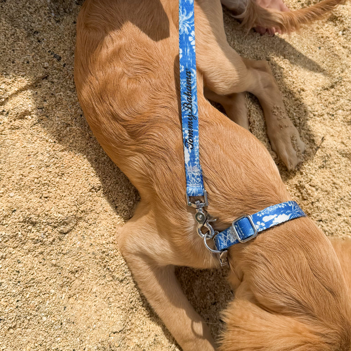 Tommy Bahama Pet - Collar &amp; Leash Set