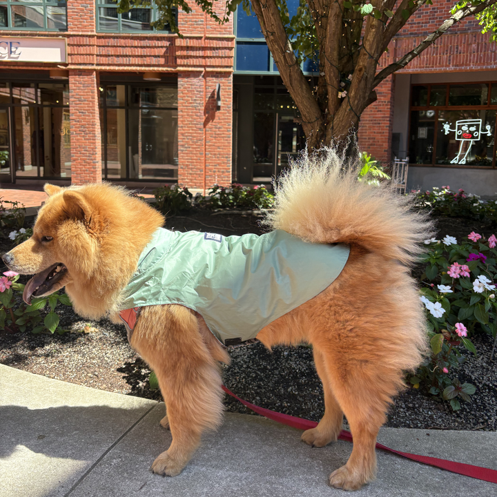 Tommy Bahama Pet - Frandy