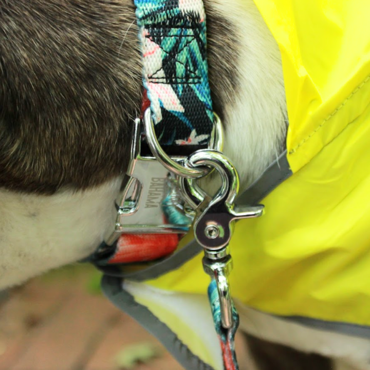 Tommy Bahama Pet - Collar &amp; Leash Set