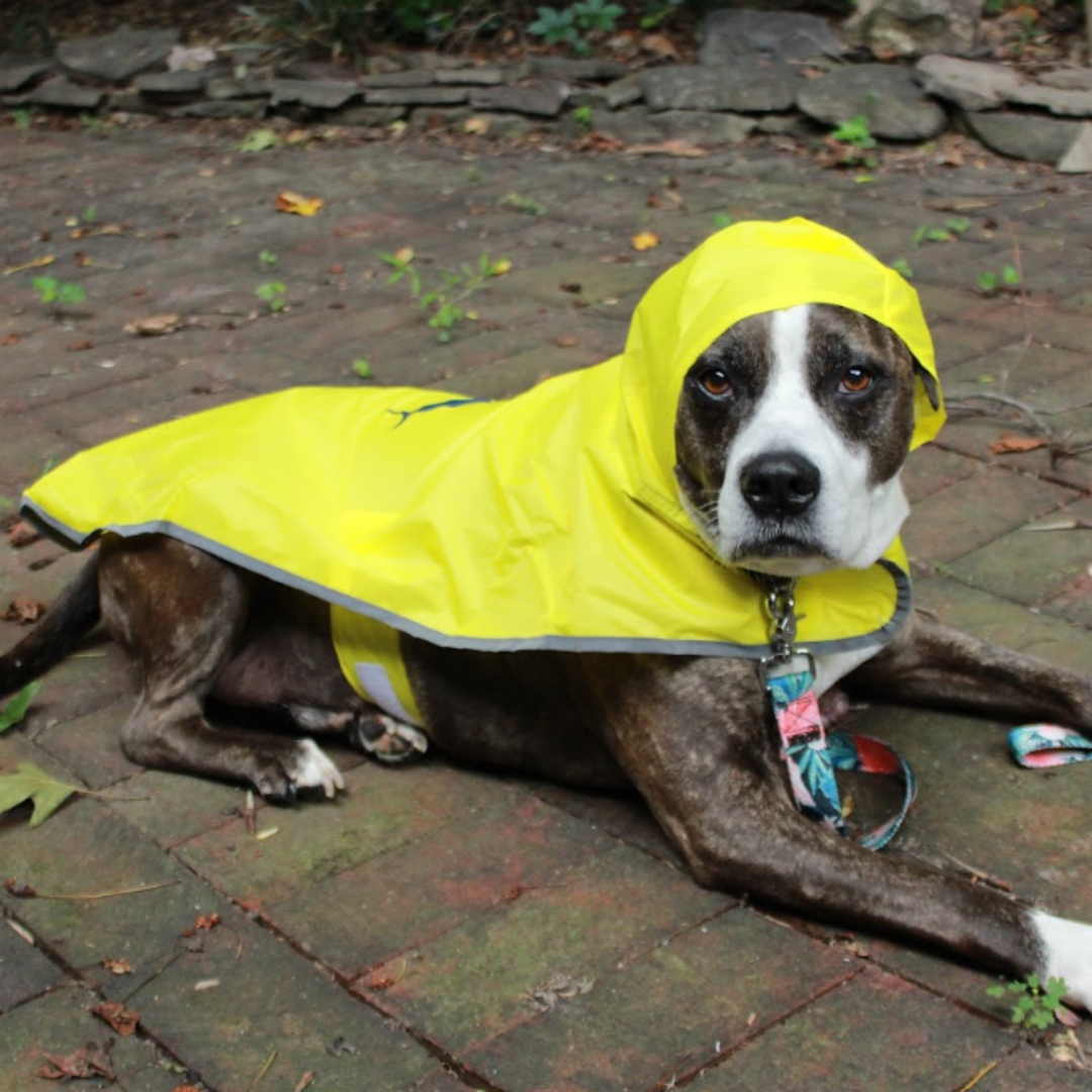 Tommy Bahama Pet - Packable Raincoat