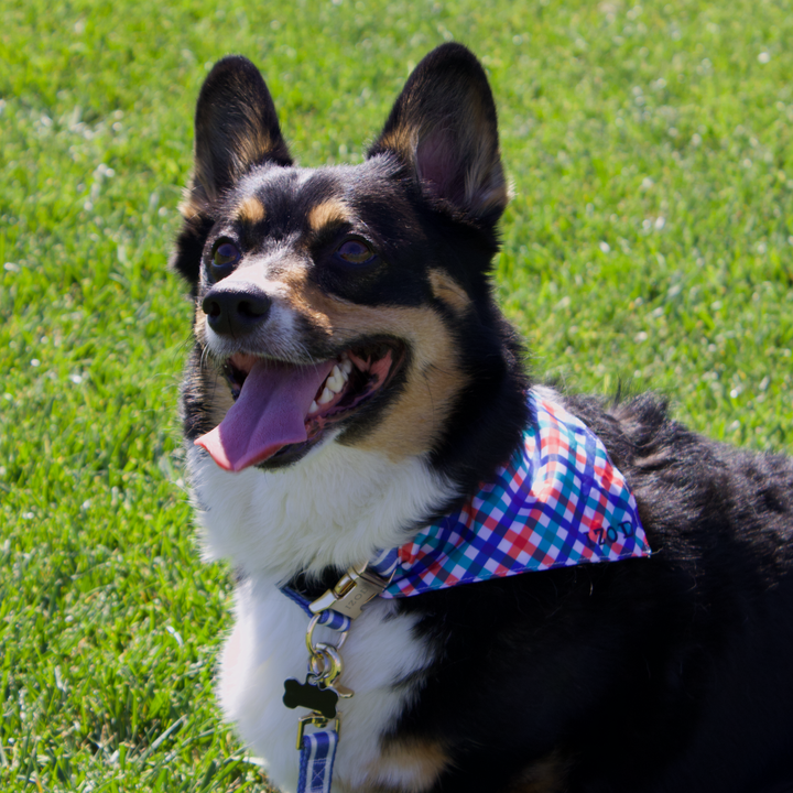 IZOD Pet - Bandana