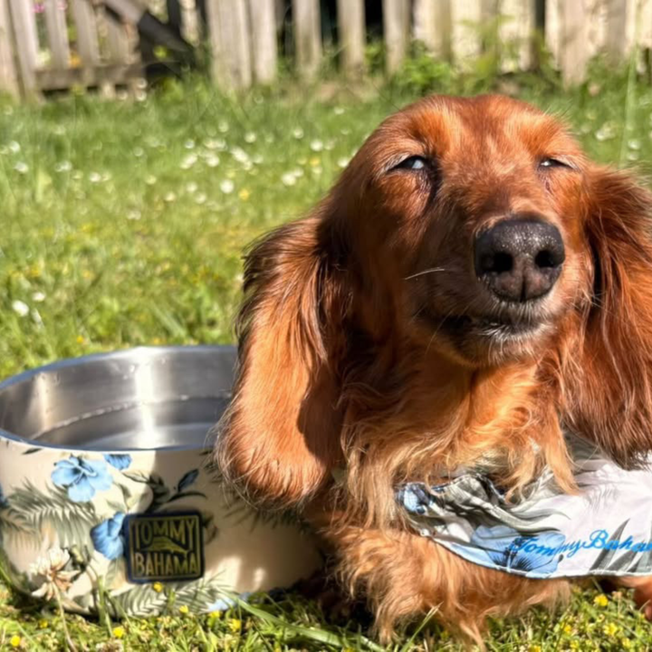 Tommy Bahama Pet - Double Insulated Stainless Steel Bowls