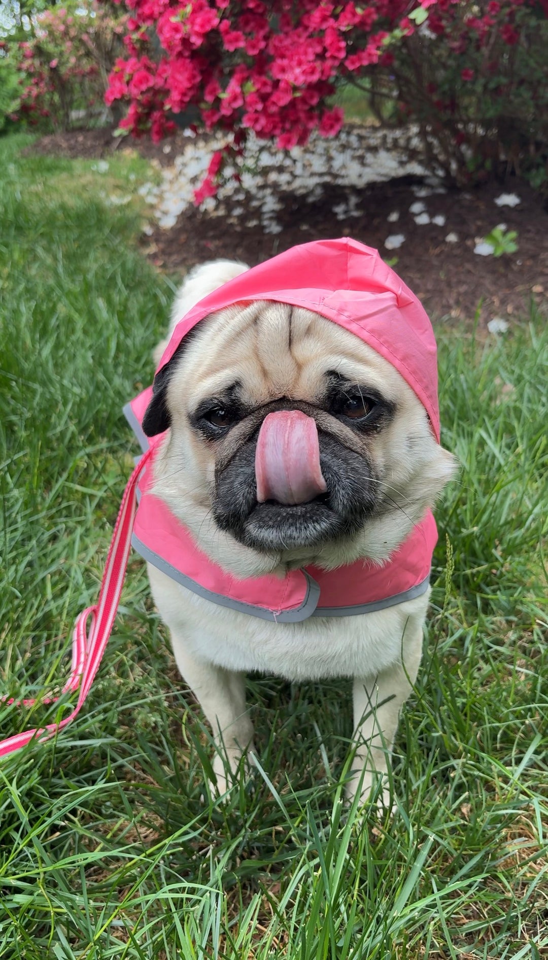 IZOD Pet - Packable Raincoat