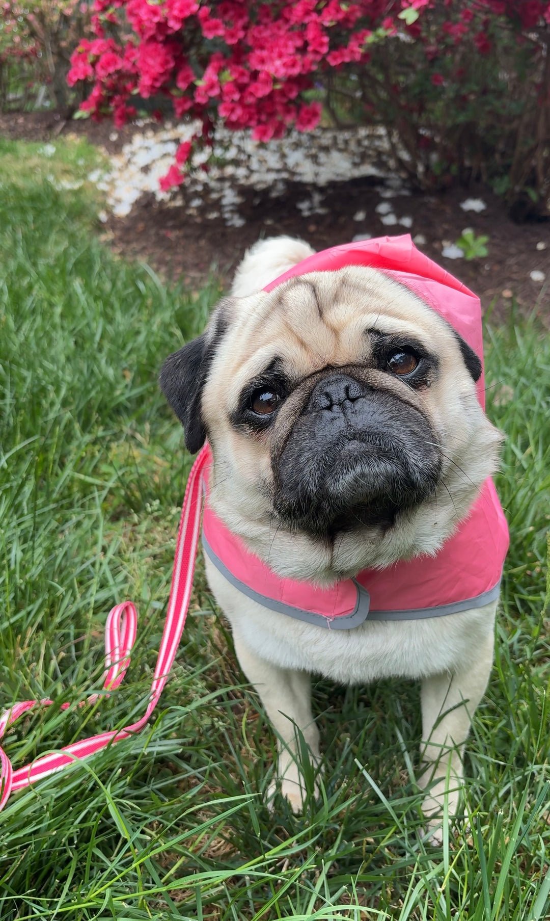 IZOD Pet - Packable Raincoat