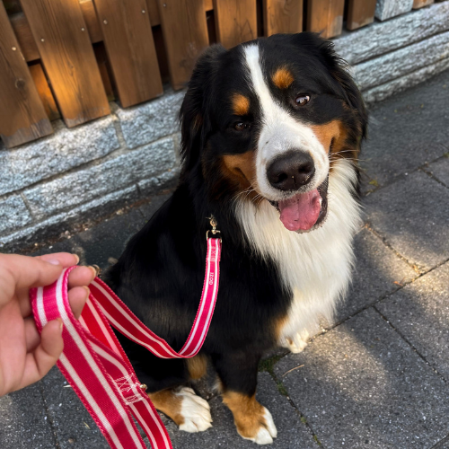 IZOD Pet - Collar &amp; Leash Set