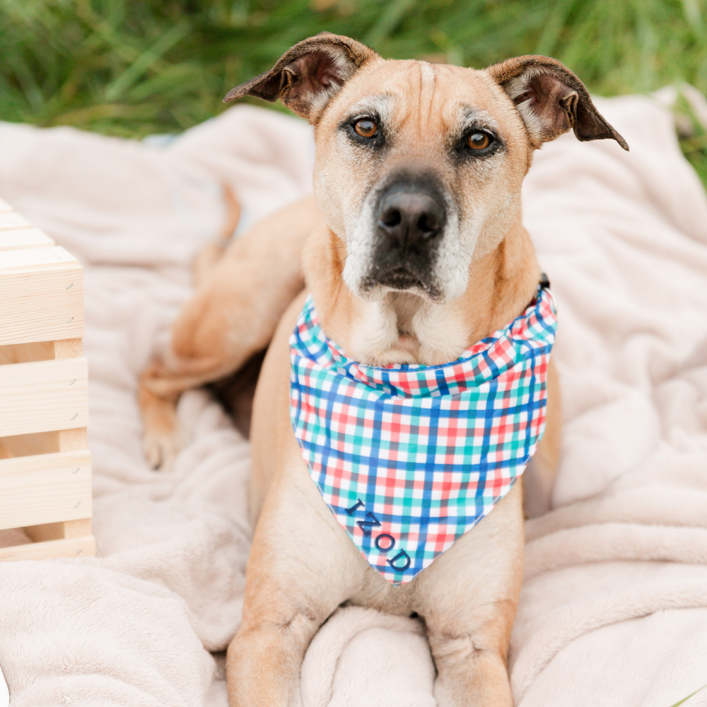 IZOD Pet - Bandana