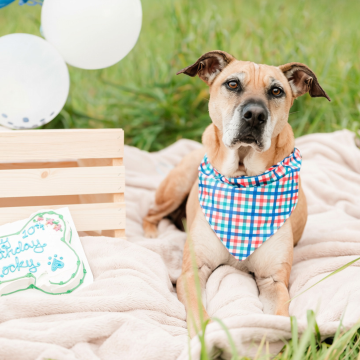 IZOD Pet - Bandana