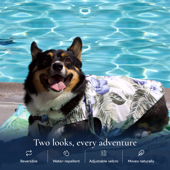 Tommy Bahama Pet - Frandy