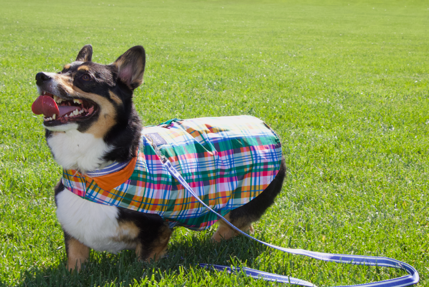 IZOD Pet - Frandy
