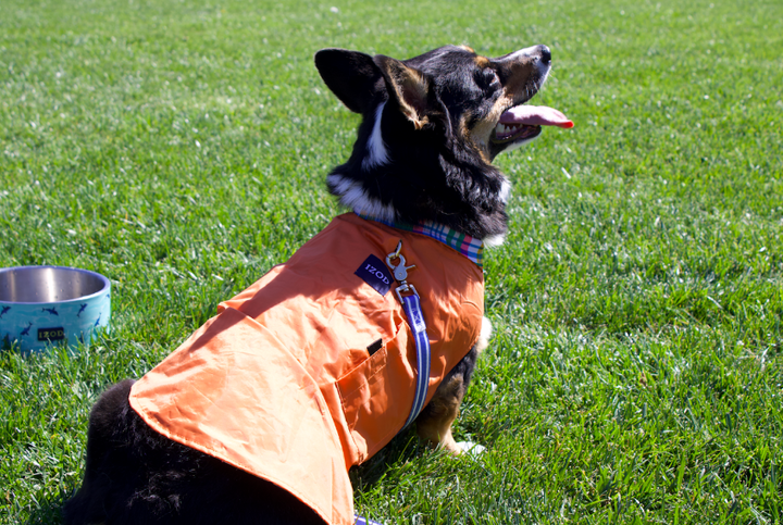 IZOD Pet - Frandy