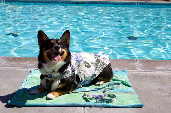 Tommy Bahama Pet - Frandy