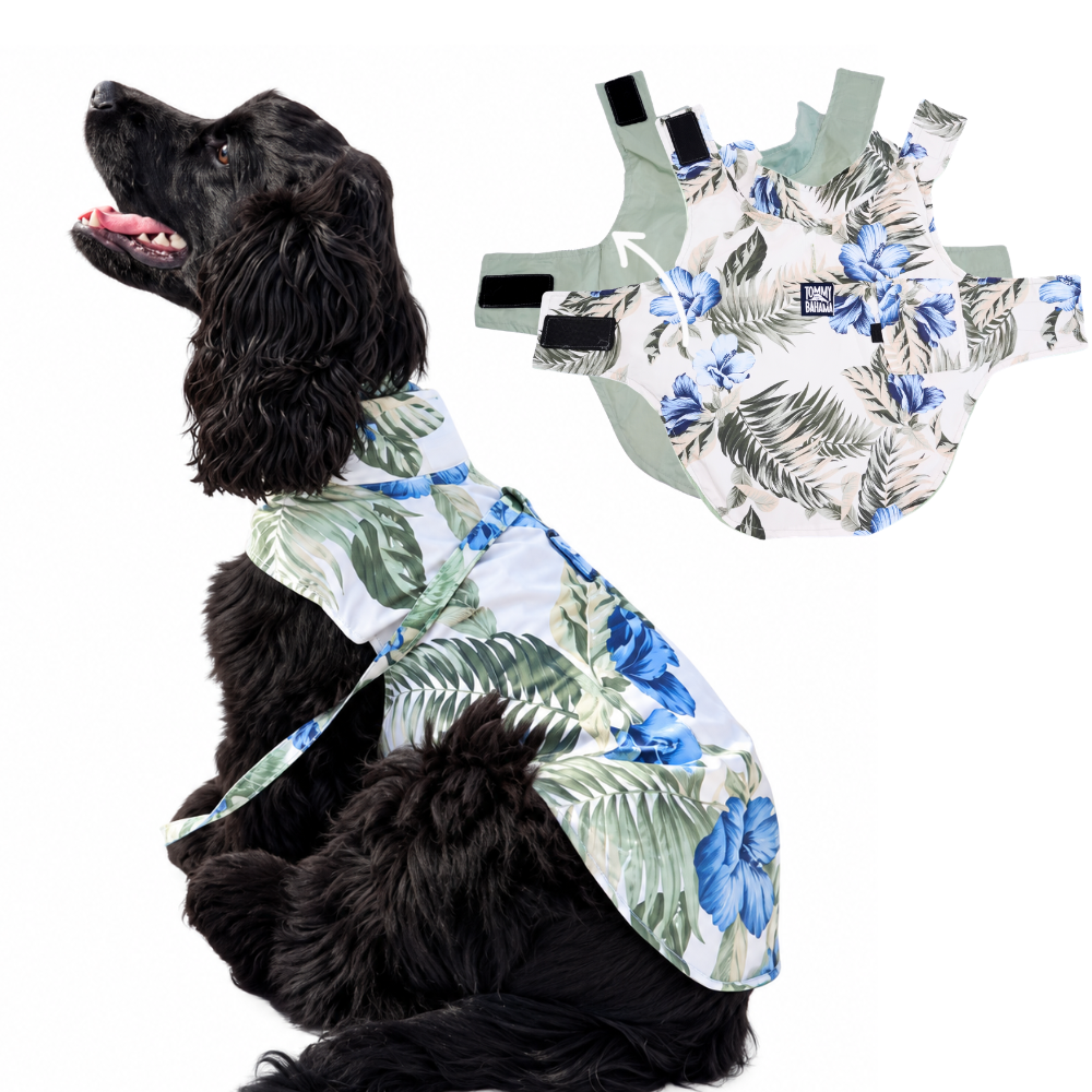 Tommy Bahama Pet - Frandy