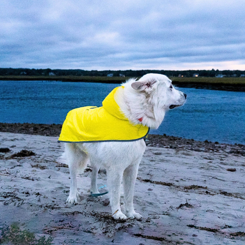 Tommy Bahama Pet - Packable Raincoat