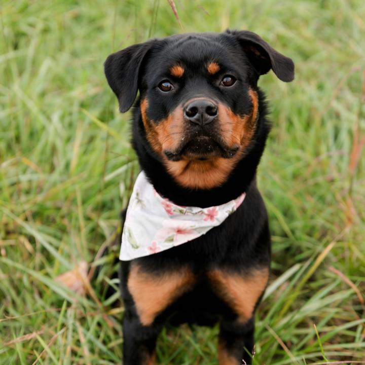 Tommy Bahama Pet - Bandana