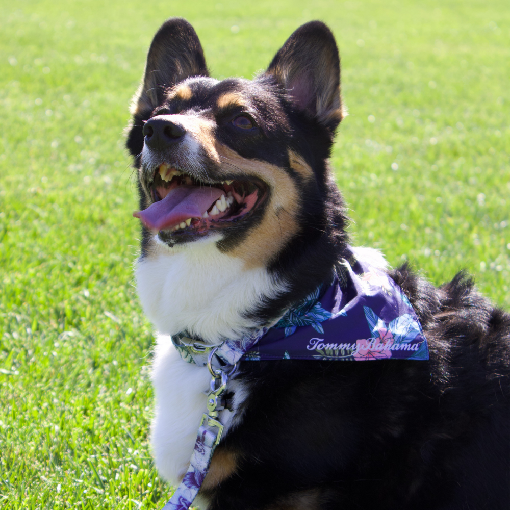 Tommy Bahama Pet - Bandana