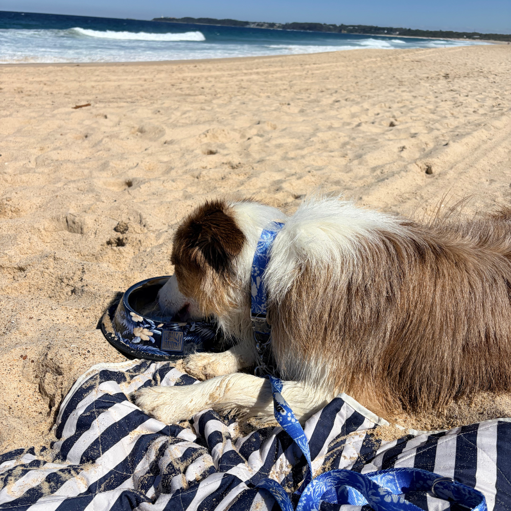 Tommy Bahama Pet - Collar &amp; Leash Set