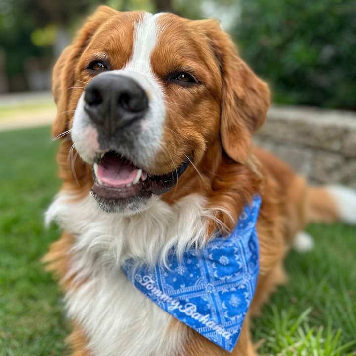 Tommy Bahama Pet - Bandana