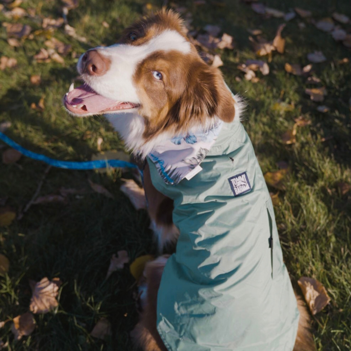 Tommy Bahama Pet - Frandy