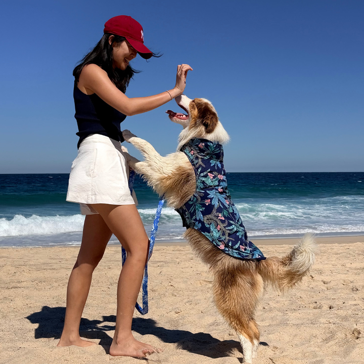 Tommy Bahama Pet - Frandy