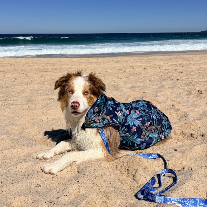 Tommy Bahama Pet - Frandy
