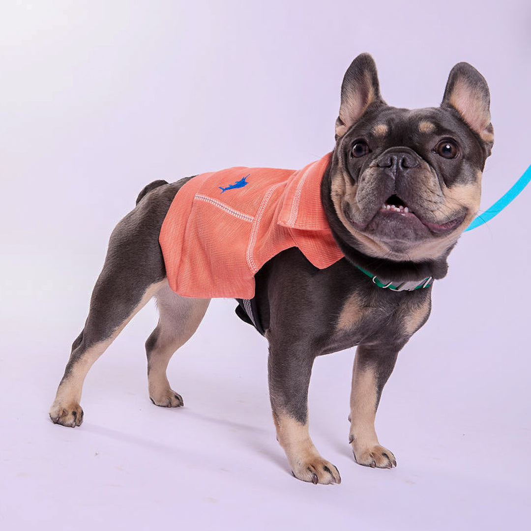 Tommy Bahama® Starter Kit - Quarter Zip - Orange