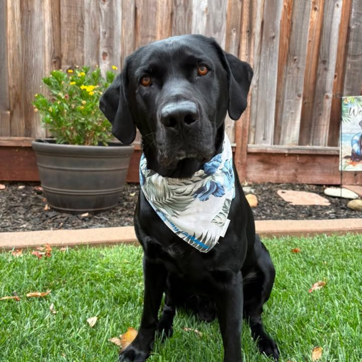 Tommy Bahama Pet - Bandana