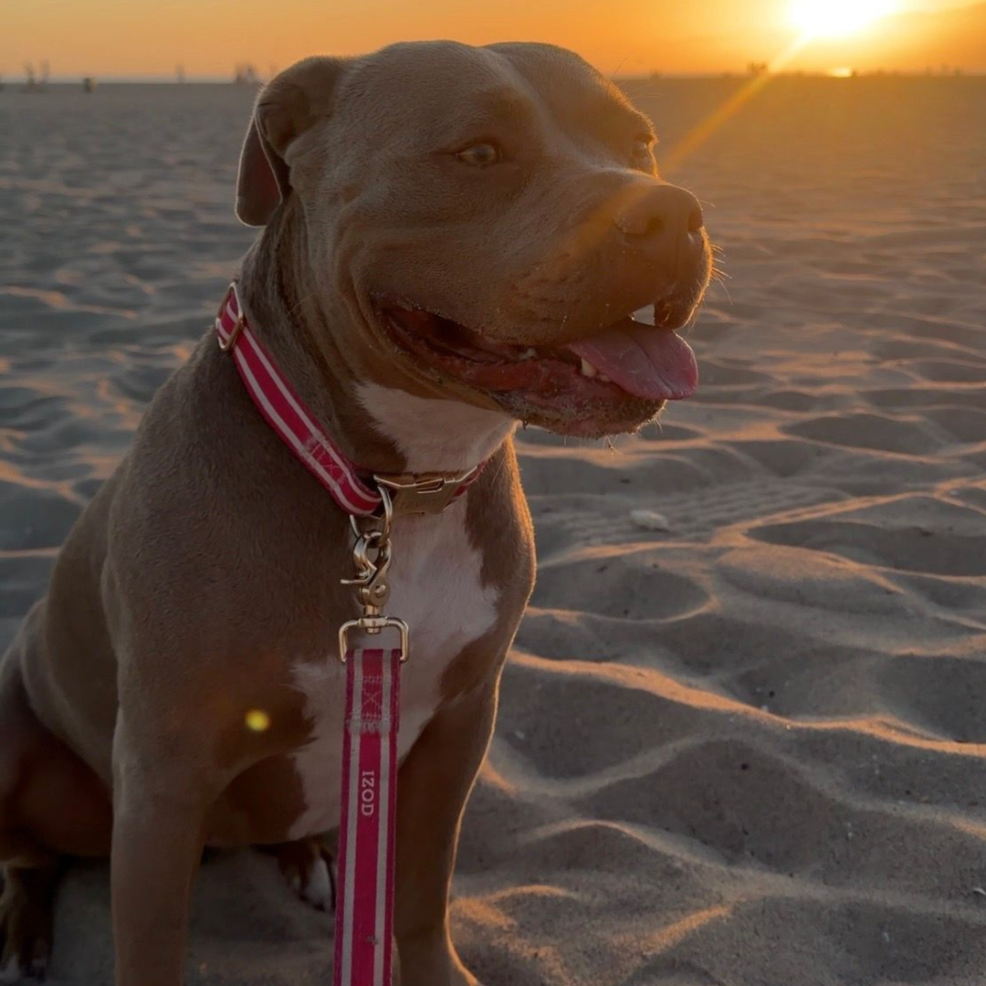 IZOD Pet - Collar &amp; Leash Set