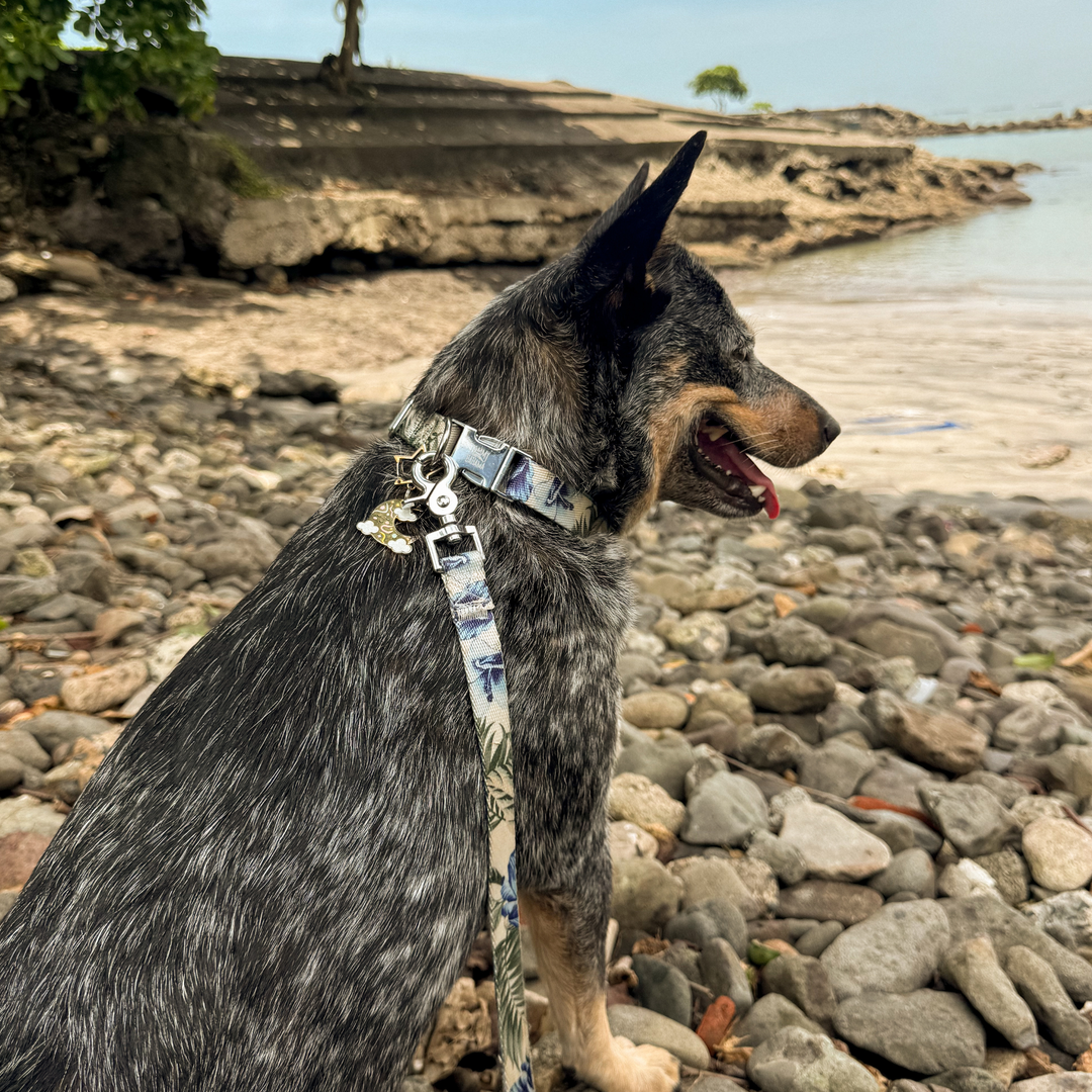 Tommy Bahama Pet - Collar &amp; Leash Set