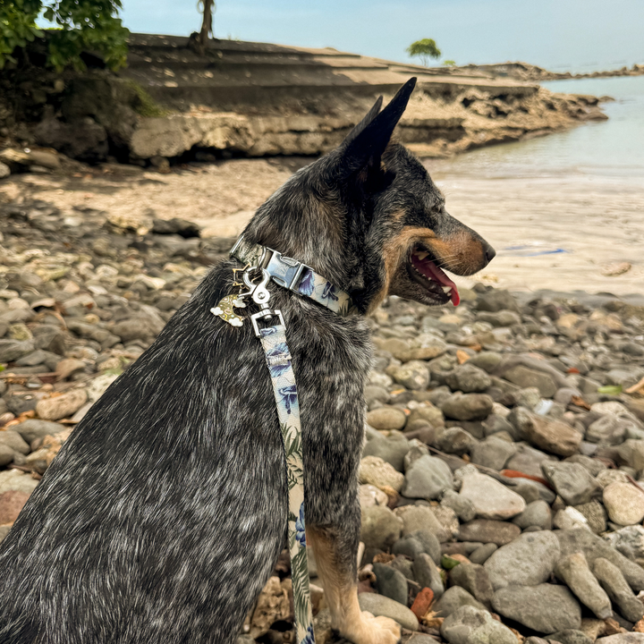 Tommy Bahama Pet - Collar &amp; Leash Set