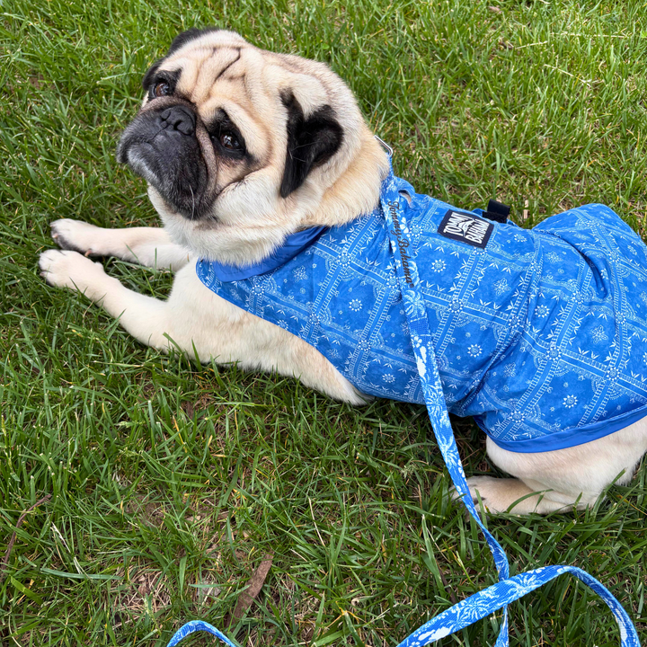 Tommy Bahama Pet - Frandy