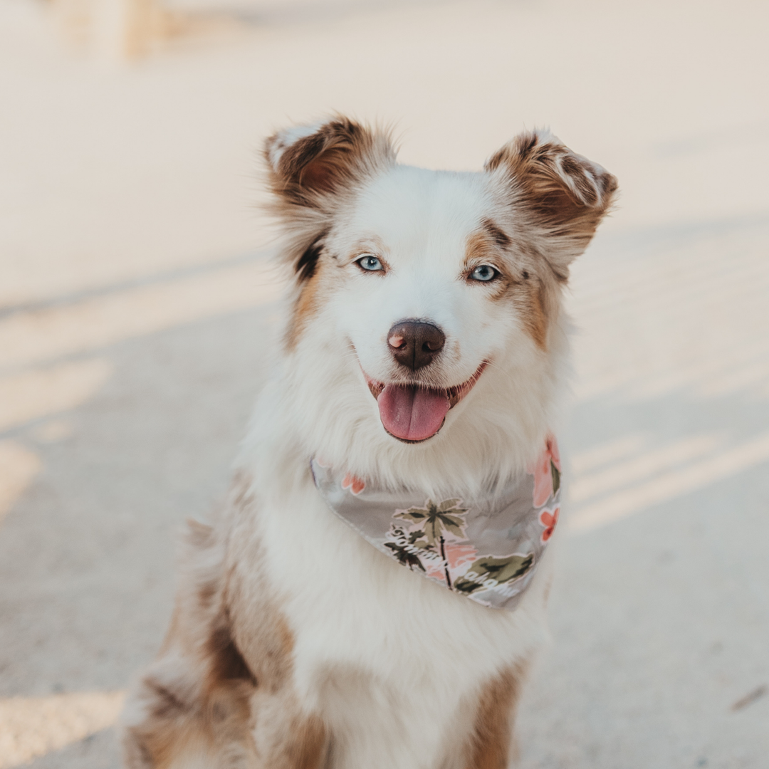 Tommy Bahama Pet - Bandana