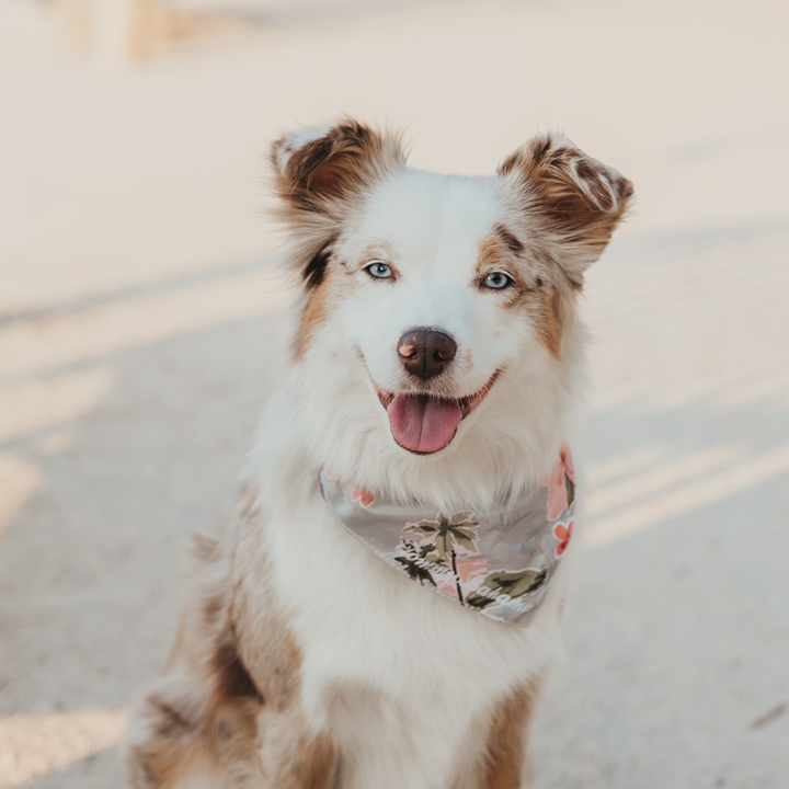 Tommy Bahama Pet - Bandana