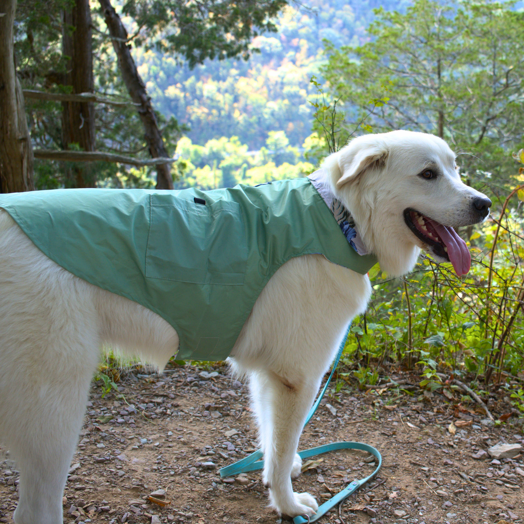 Tommy Bahama Pet - Frandy