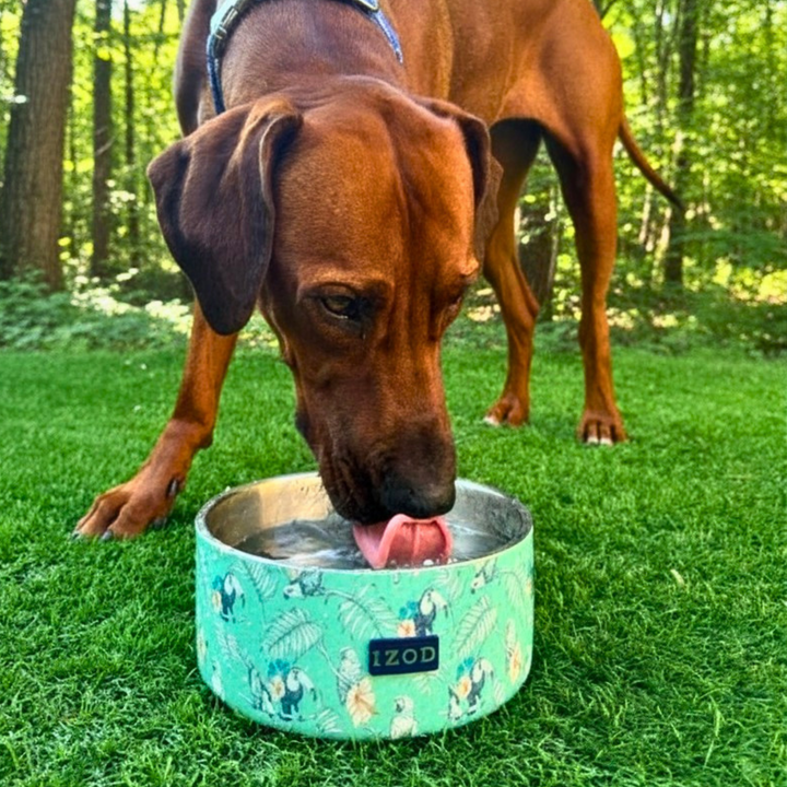IZOD Pet - Double Insulated Stainless Steel Bowl