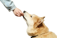 Adoption Support