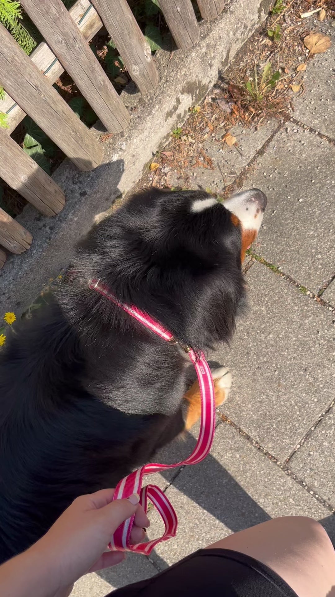 IZOD Pet - Collar &amp; Leash Set