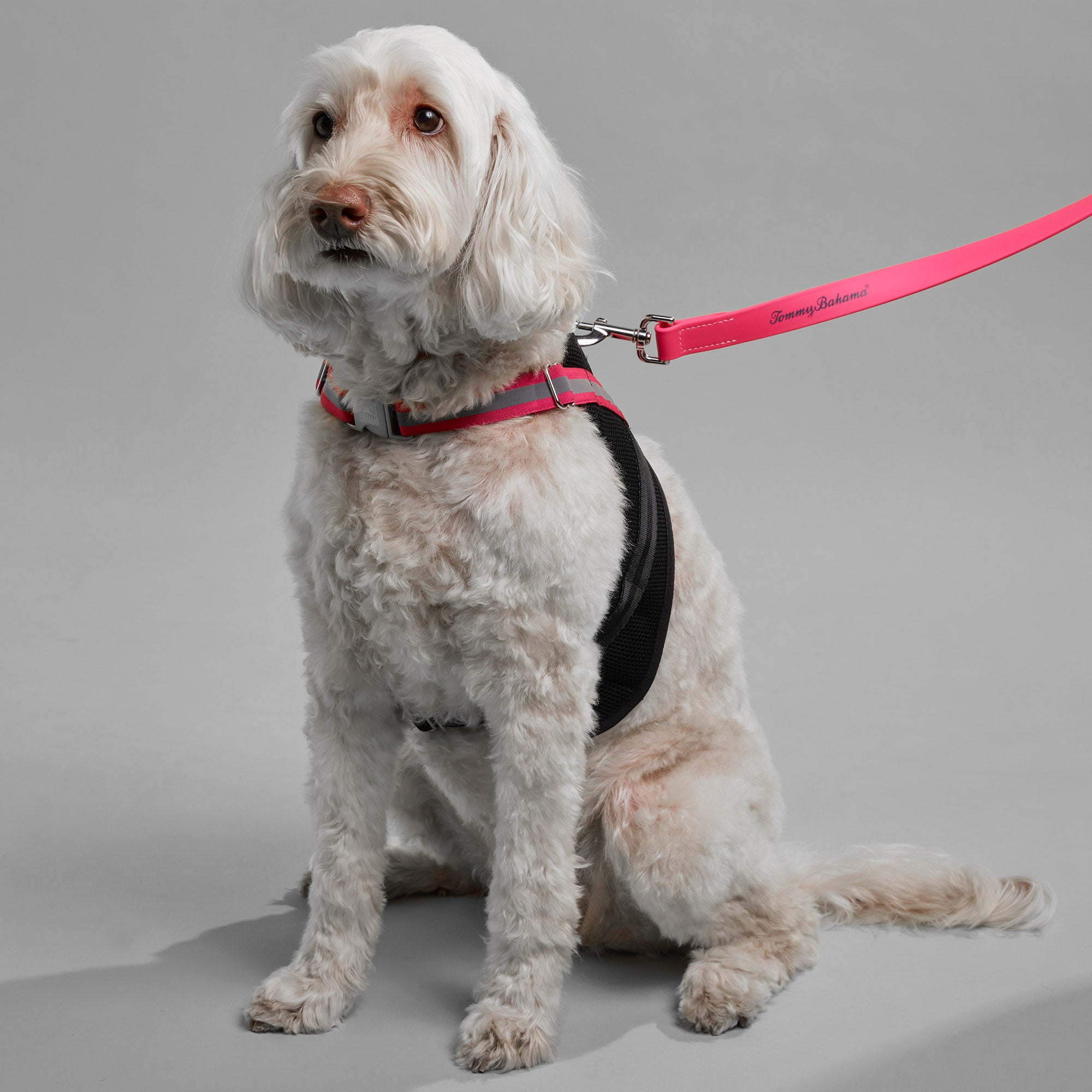 Apparel Harness - Tommy Bahama® - Black/Pink
