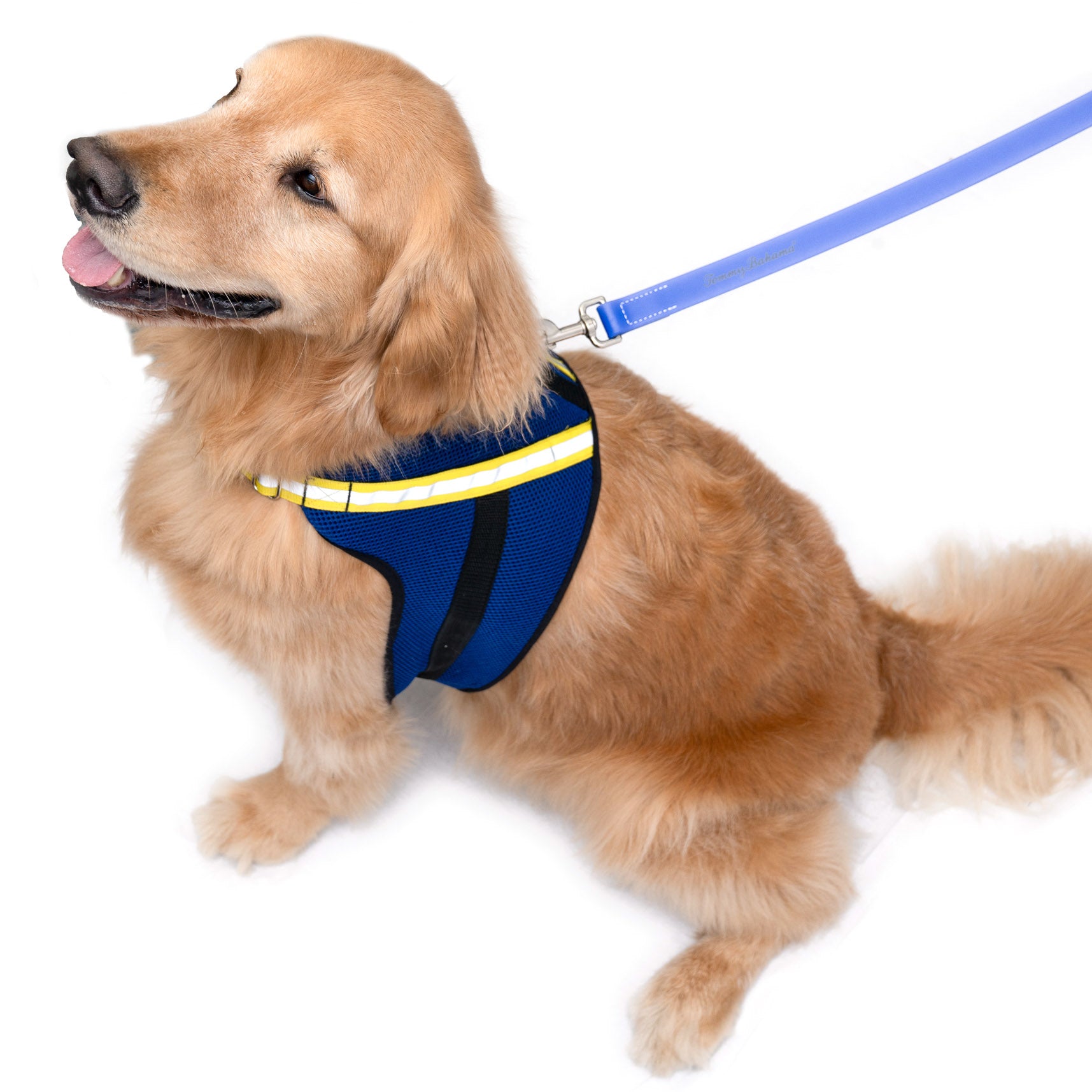 Apparel Harness - Tommy Bahama® - Navy/Yellow