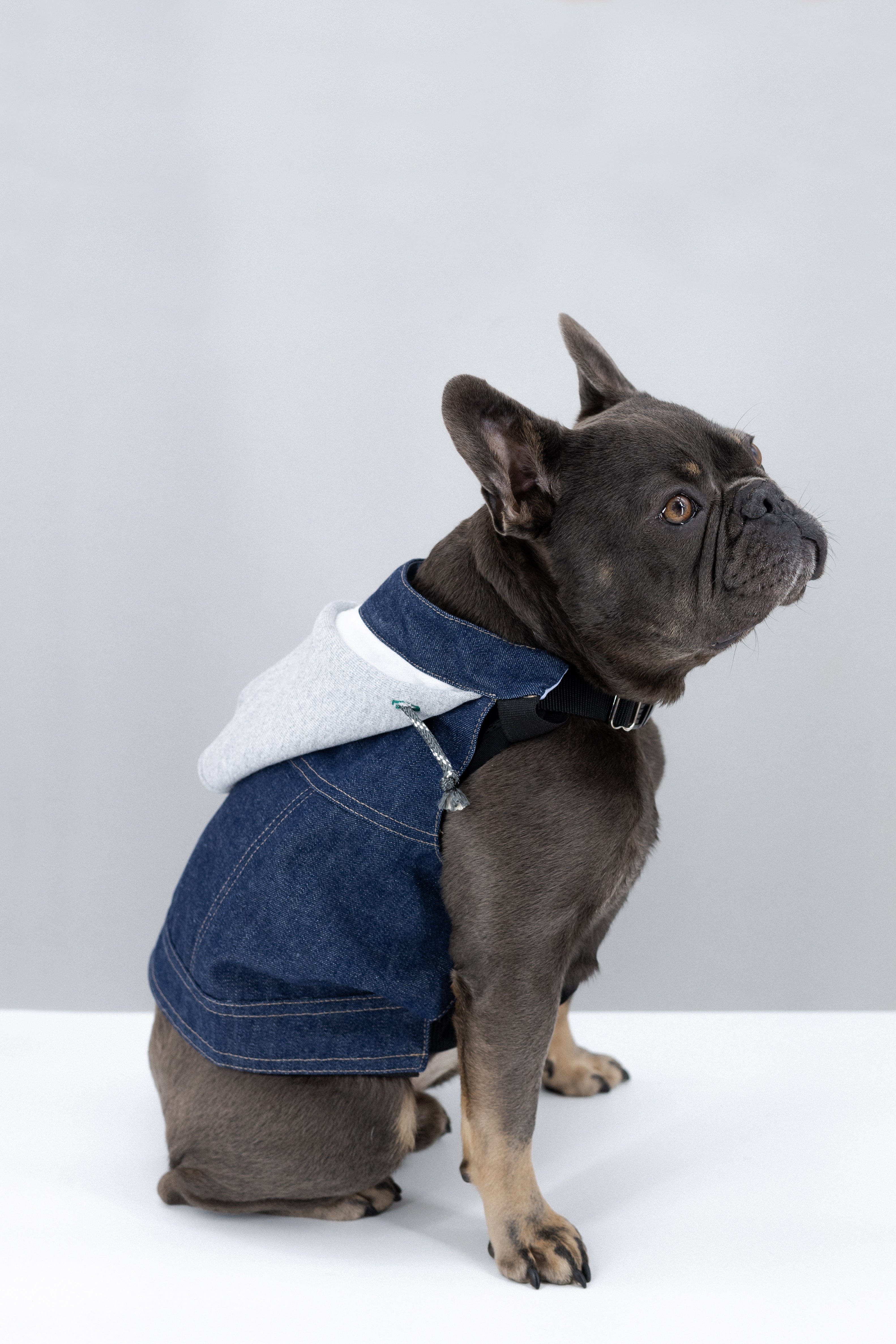 Dog Denim Jacket with Hood (K9 Harness Required)